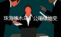 珠海啄木鸟丨公用绿地变私家菜园？！究竟该由谁来管？